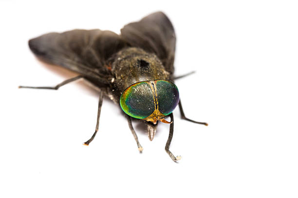 istock Isolated of Horse Fly 516552365