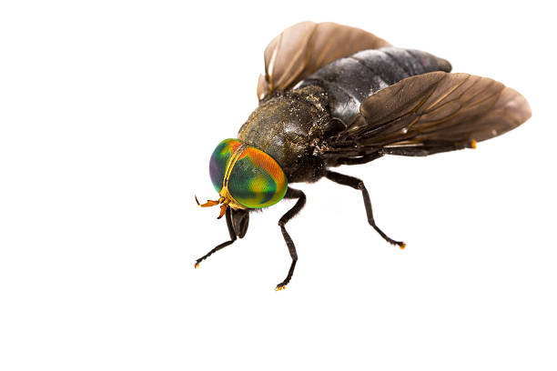istock Isolated of Horse Fly 516552367