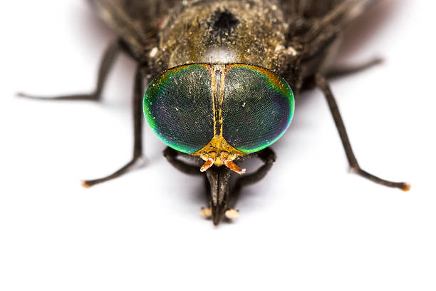 istock Isolated of Horse Fly 516552369