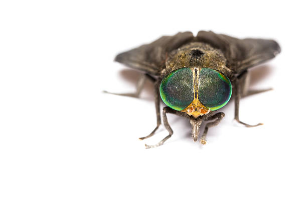 istock Isolated of Horse Fly 516552371