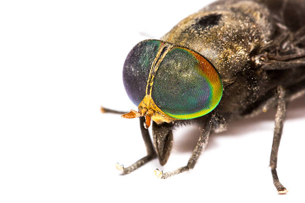 Isolated of Horse Fly
