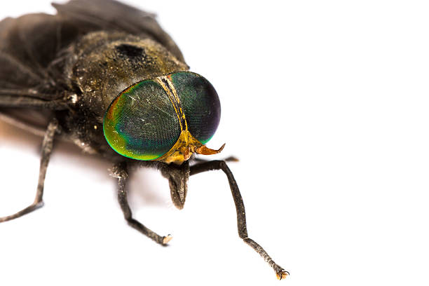 istock Isolated of Horse Fly 516552377