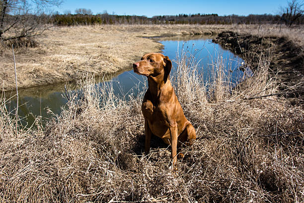 istock Vizsla Dod Sitting in a Field 516553046