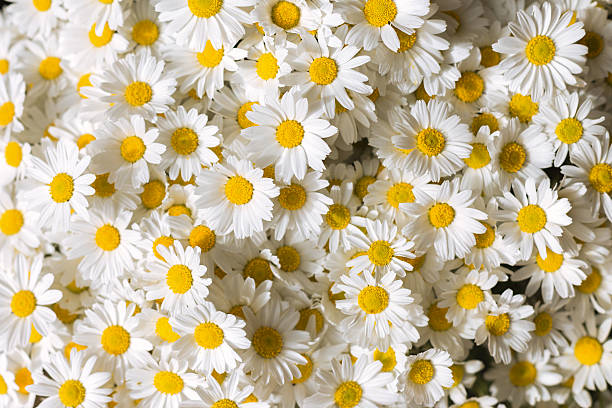 bewegliche wände blumen - spring flower daisy field stock-fotos und bilder