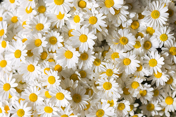 гербера цветы - chamomile plant chamomile blooming flower стоковые фото и изображения