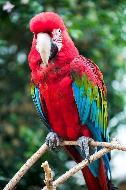 istock Close-up of Bright Red Macaw 516554576