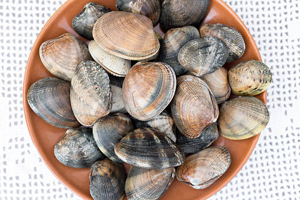 istock Detail of clams 516555490