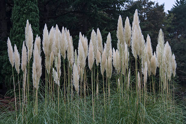 istock Cortaderia selloana 516555686