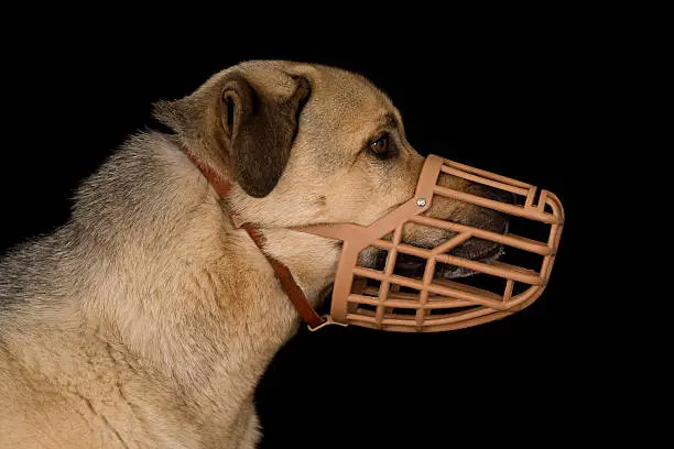 Profile of a crossbreed dog wearing a plastic basket dog muzzle. 