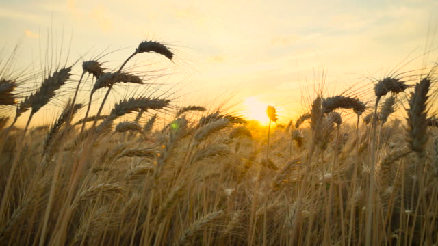 Wheat_Sunset_Pan_4K