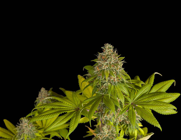 istock Medical Marijuana Plant Top Cola (Bud) 516586487