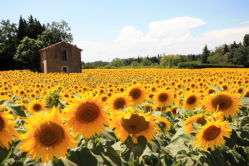 France - Mornas - Sunflowers