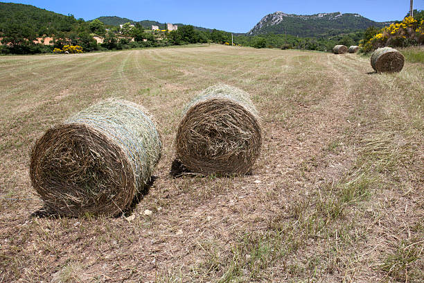 istock Hay harvest in italy 516587143