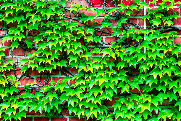 istock brick wall overgrown with vines to use as background 516587155