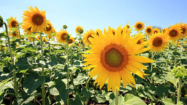 istock France - Mondragon - Sunflowers 516587257