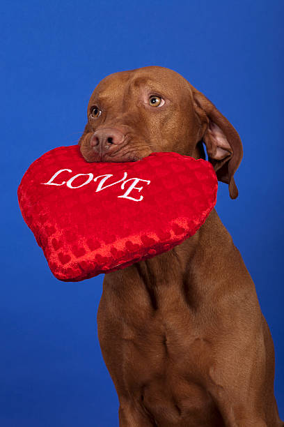 istock vizsla dog with red heart 516587333
