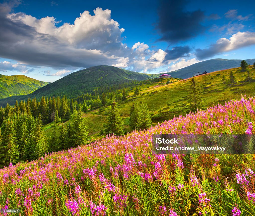 Hermoso Paisaje De Verano En Las Montañas Con Rosa Flores Foto de stock y más banco de imágenes de Aire libre - iStock Hermoso Paisaje De Verano En Las Montañas Con Rosa Flores Foto de stock y más banco de imágenes de Aire libre - iStock