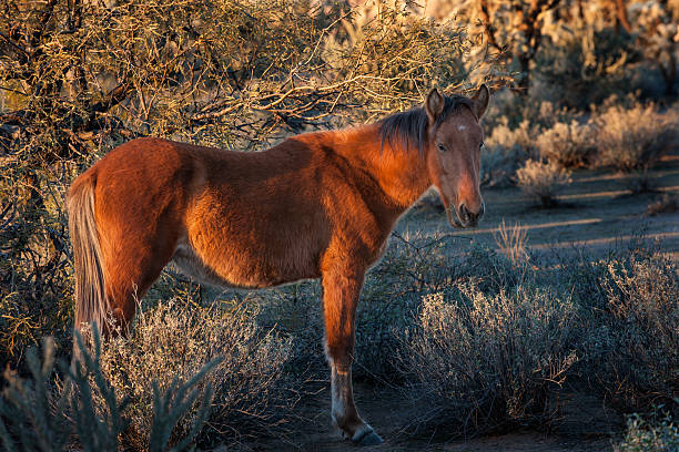 Wild Horse in the Arizona Desert stock photo
