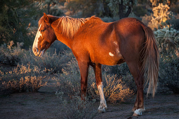 Wild Horse at Sunset stock photo