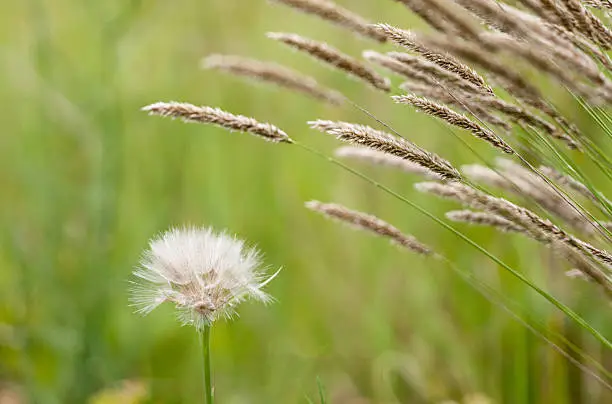 withered blowball beside a flowering grass