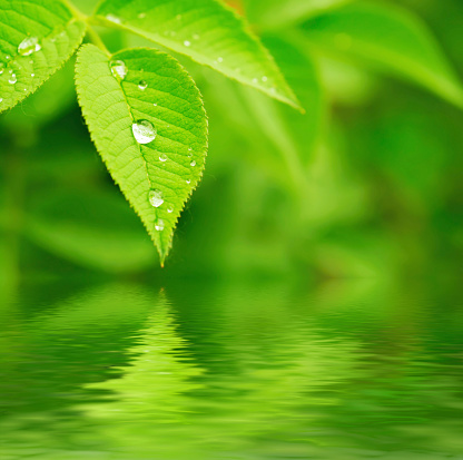 Green leaf with water drops, macro, nature background with water reflection