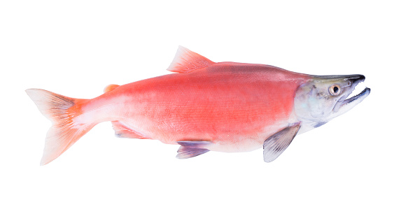 Kokanee Salmon (Oncorhynchus nerka) in its spawning colors  isolated on white background