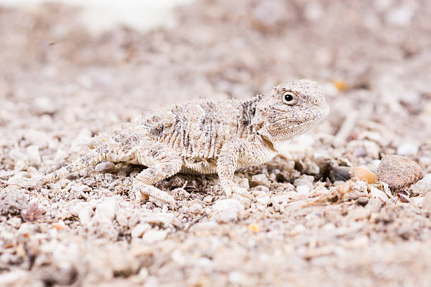 istock The desert horned lizard (Phrynosoma platyrhinos) is a species o 516589957