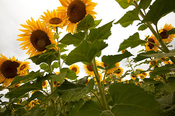 Free Stock Photo of A Field of Sunflowers Under a Cloudy Sky | Download ...