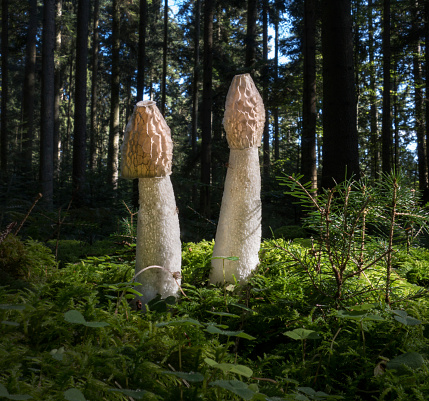 Two common stinkhorns with white cap - Phallus impudicus - stand in the forest in the moss.
