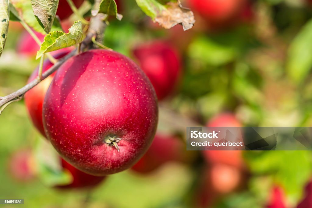 Red Äpfel - Lizenzfrei Apfel Stock-Foto