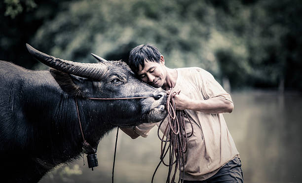 Thai Farmer with buffalo stock photo
