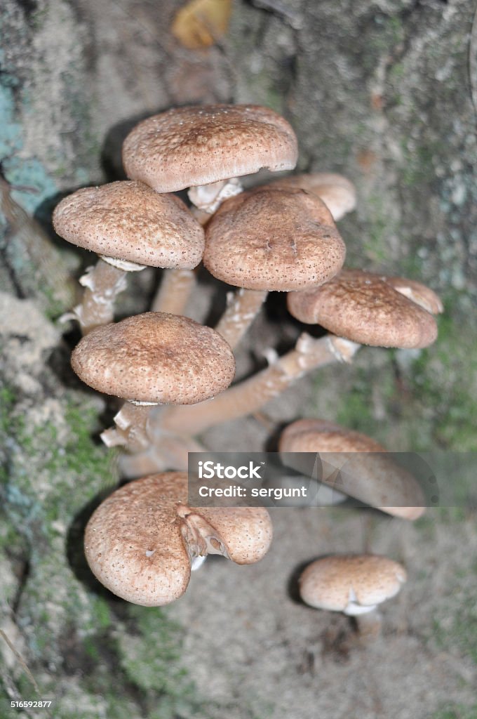 honey agaric mushroom Autumn mushrooms grow on old trees. This delicacy disappears after one to two weeks. Autumn Stock Photo