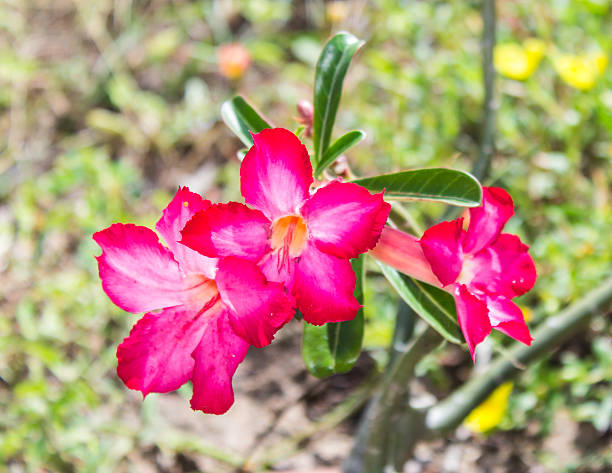 istock Red Desert Flower, adenium 516592969
