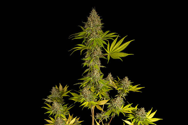 Flowering Marijuana Hybrid Plant Ready for Harvest