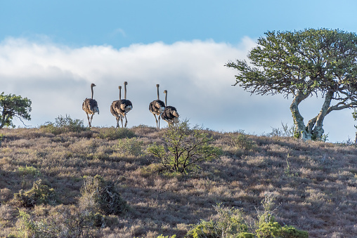 A flock of ostriches running at sunset in a game park in South Africa