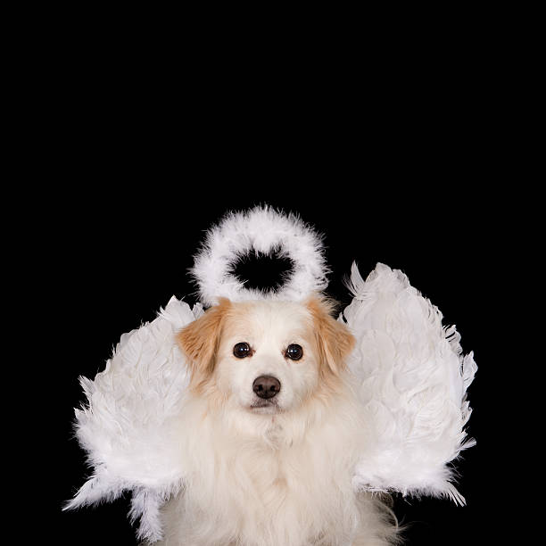istock Dog with angel wings and aureole on black 516595408