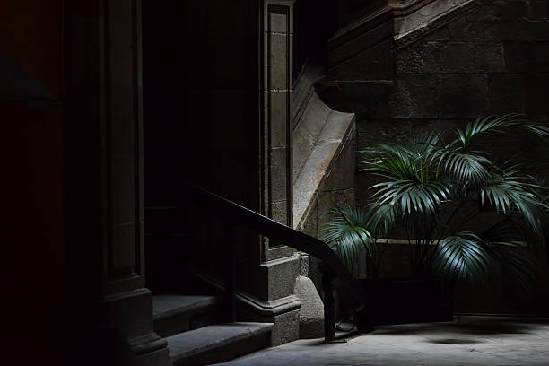 Small palm tree in the dark street, gothic quarter in Barcelona