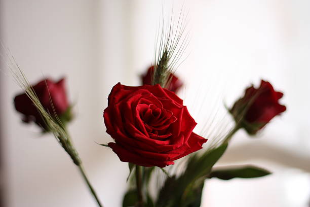 rosas de sant jordi - st george foto e immagini stock