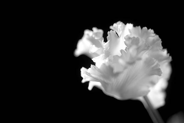istock White Cyclamen Flower on a Black Background 516596136