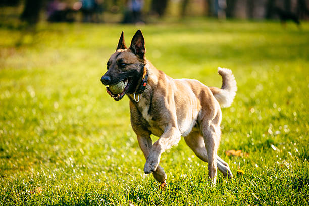 Young dog with ball in his mouth running on sunny day in the park. The Belgian Shepherd is a breed of medium-to-large-sized herding dog. Belgian Malinois exhibit energy levels that are among the highest of all dog breeds. Image is taken with Nikon D800 and 70-200 lens, developed from RAW in XXXL size. Locaion: Novi Sad, Serbia, Central Europe, Europe