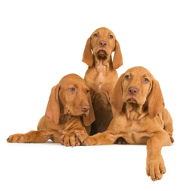 Photo of Three Magyar Vizsla puppies