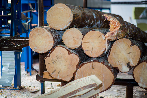 Sorting Logs Automatic Sorting Logs Diameter Stock Photo - Download Image Now ...