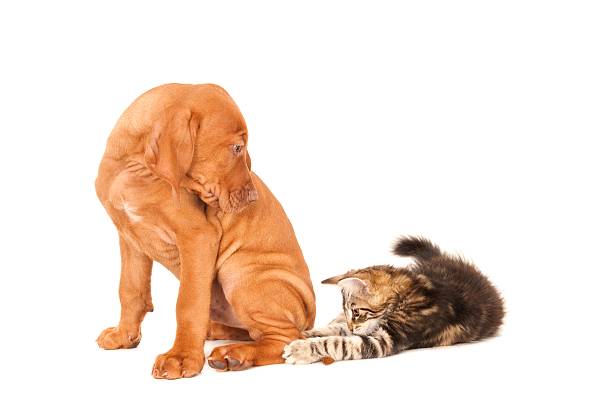 istock Kitten playing with Magyar Vizsla puppy's tail 516596734
