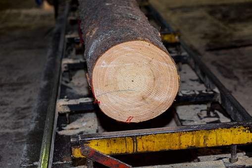 Sorting Logs Automatic Sorting Logs Diameter Stock Photo - Download Image Now ...