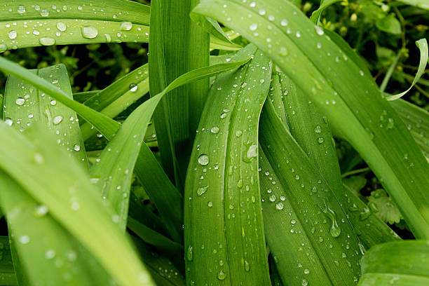 Leaves of wild lilies after rain Leaves of wild lilies after rain. Selective focus, close up, macro, background april showers may flowers stock pictures, royalty-free photos & images