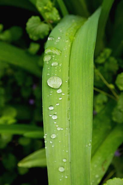 Leaves of wild lilies after rain Leaves of wild lilies after rain. Selective focus, close up, macro, background april showers may flowers stock pictures, royalty-free photos & images