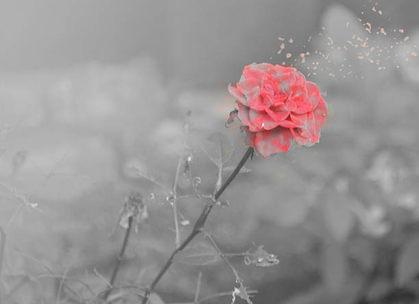 The rose of hope falling particles