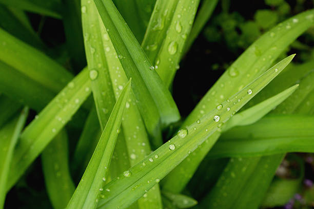 Leaves of wild lilies after rain Leaves of wild lilies after rain. Selective focus, close up, macro, background april showers may flowers stock pictures, royalty-free photos & images