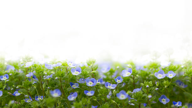 istock Blue flowers of Veronica 516601876