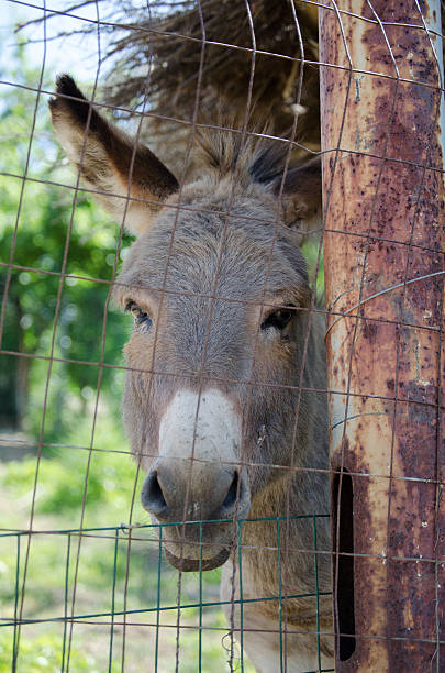 istock Gray Italian Sardinian Donkey 516602246